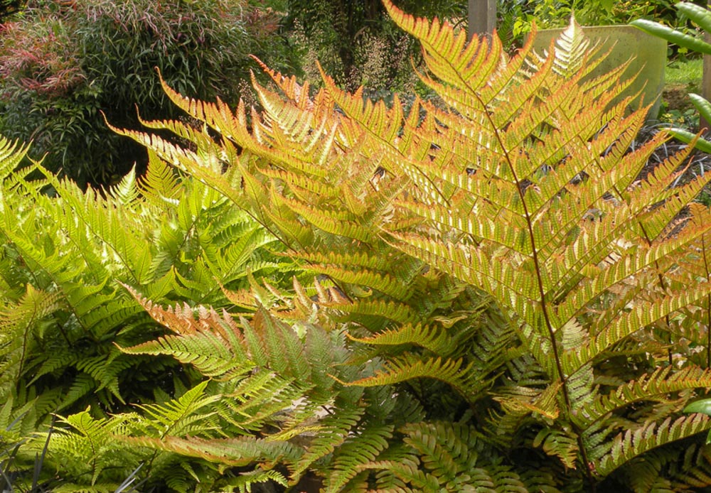 Autumn Fern (Dryopteris erythrosora)