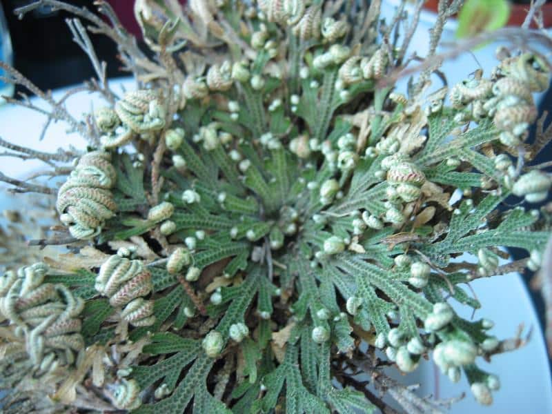 Resurrection Fern (Selaginella lepidophylla)