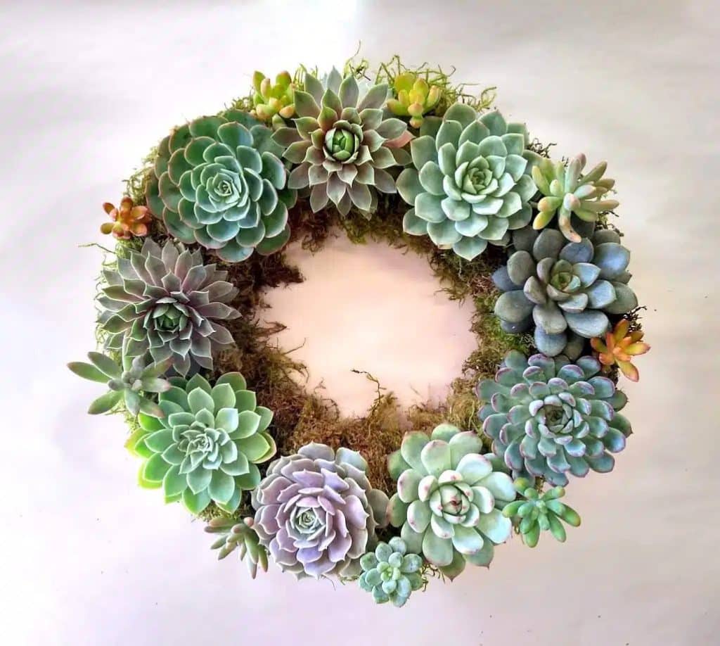 Succulent-Haven-Wreath