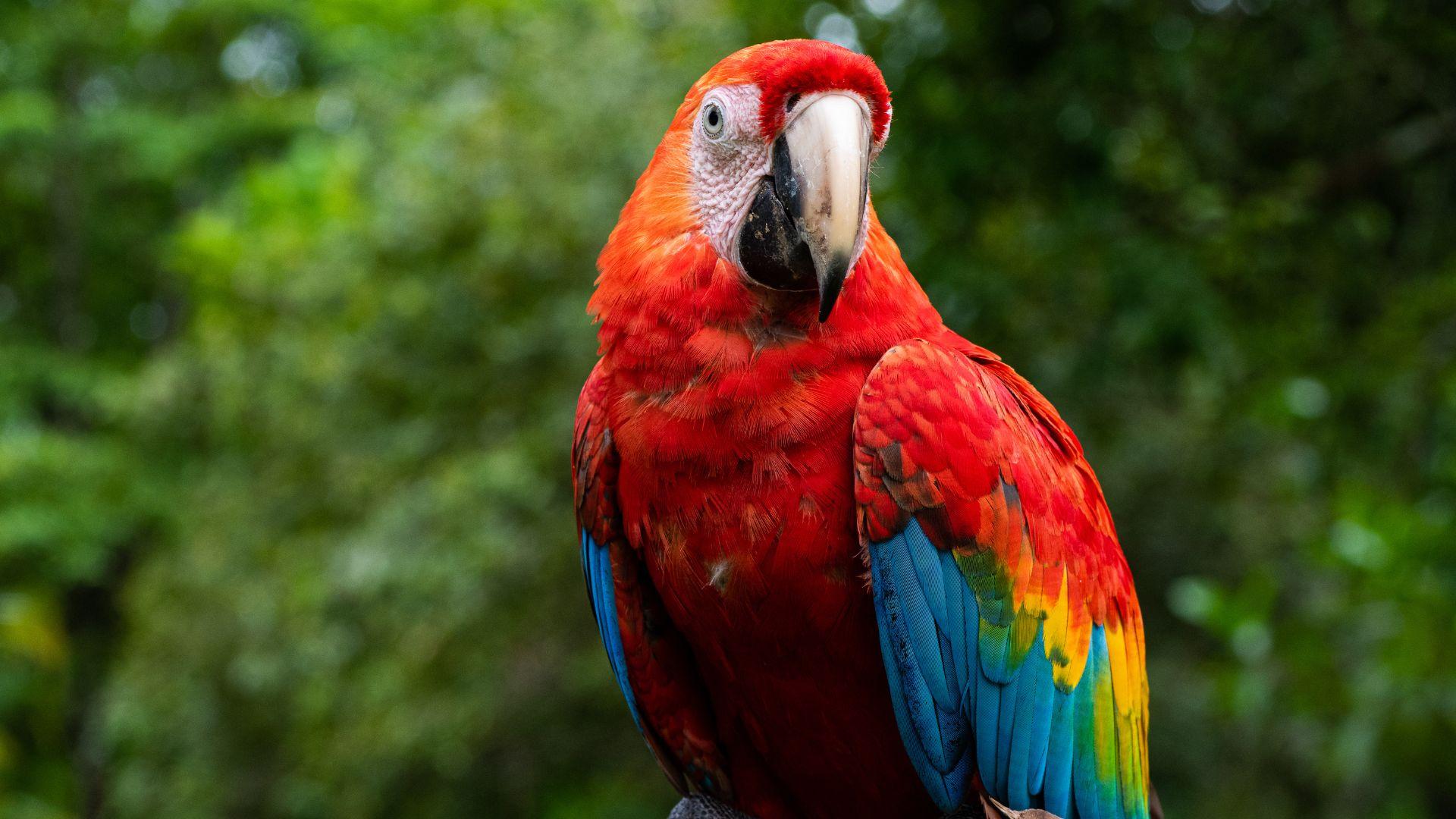 Animals_that_Starts_with_P_Parrot