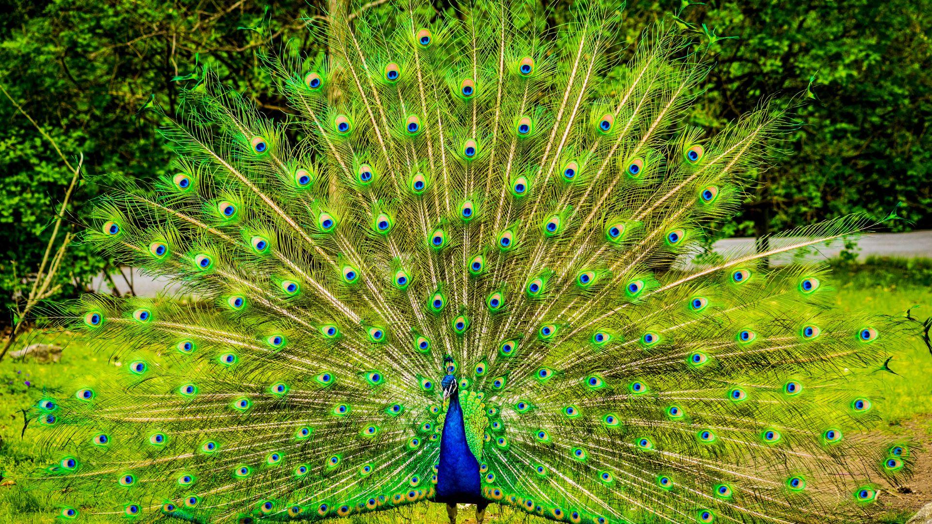 Animals_that_Starts_with_P_Peacock