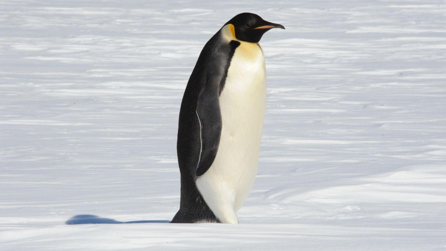 Animals_that_Starts_with_P_Penguin