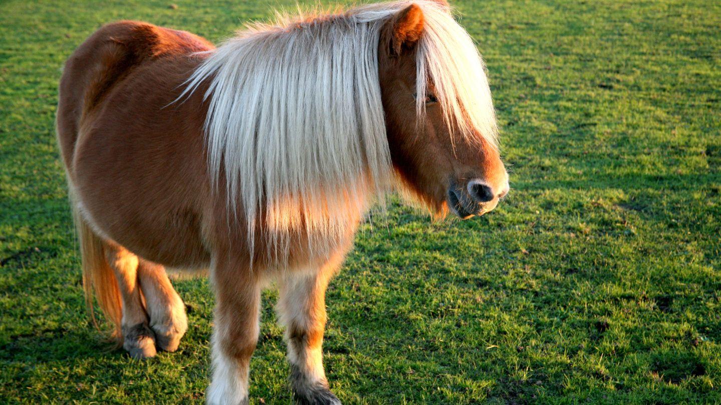 Animals_that_Starts_with_P_Pony