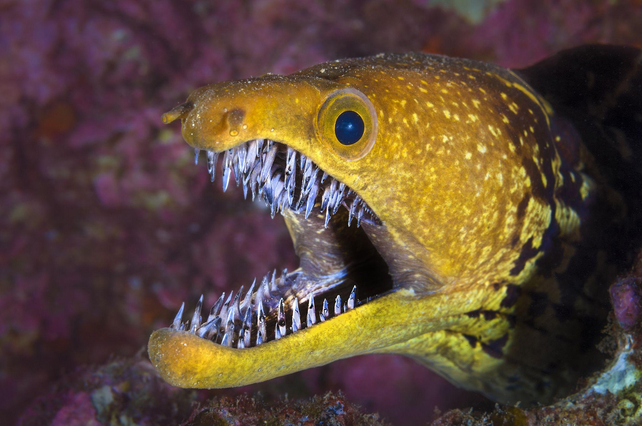 Dagger-Toothed_Moray_Eel