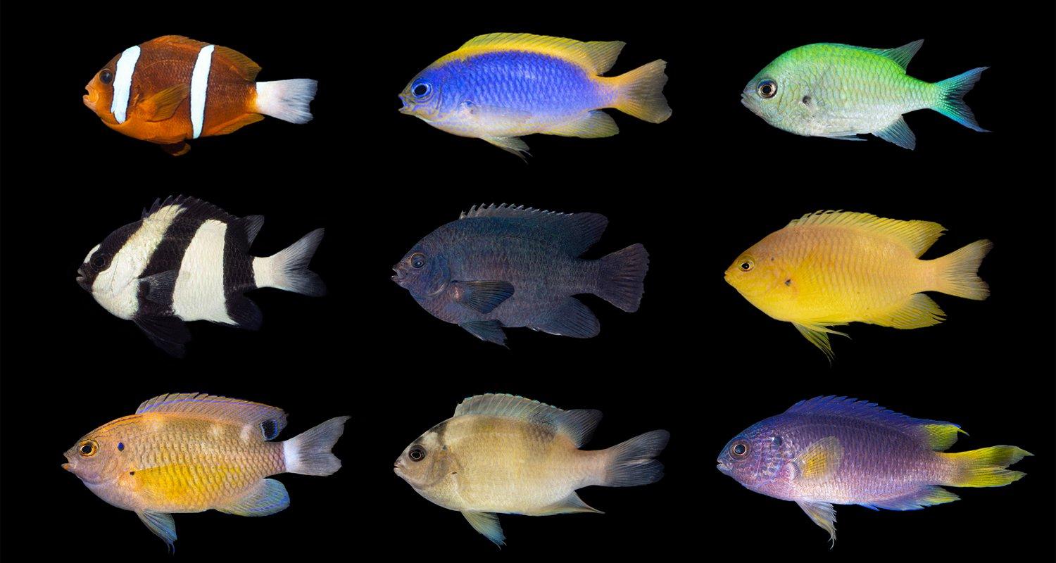 Damselfish