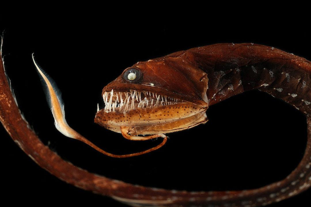 Deep-Sea_Dragonfish