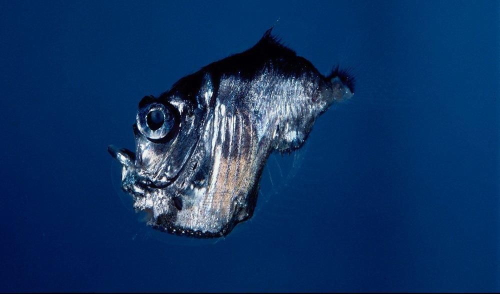 Deep-Sea_Hatchetfish