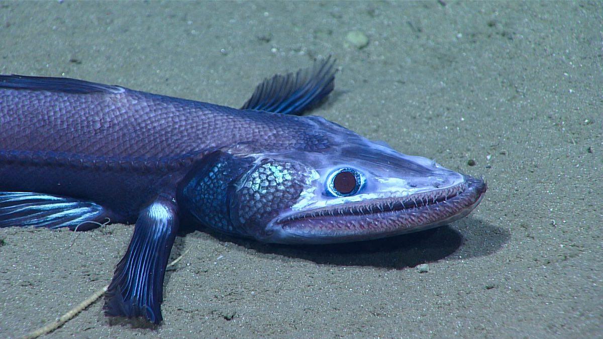 Deep-Sea_Lizardfish