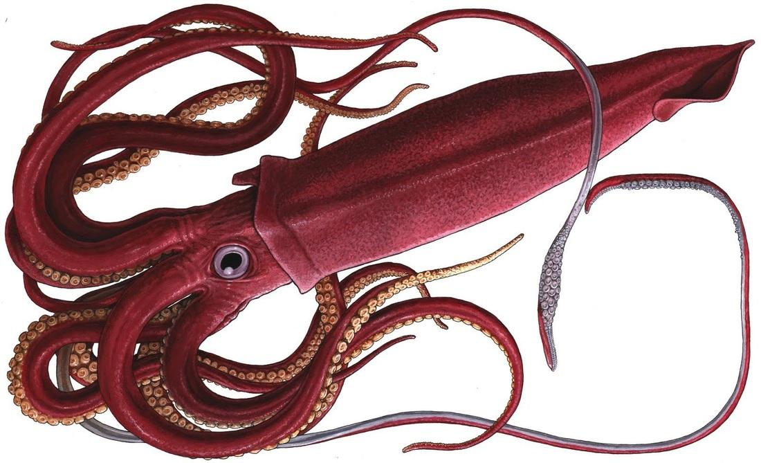 Deep-Sea_Squid