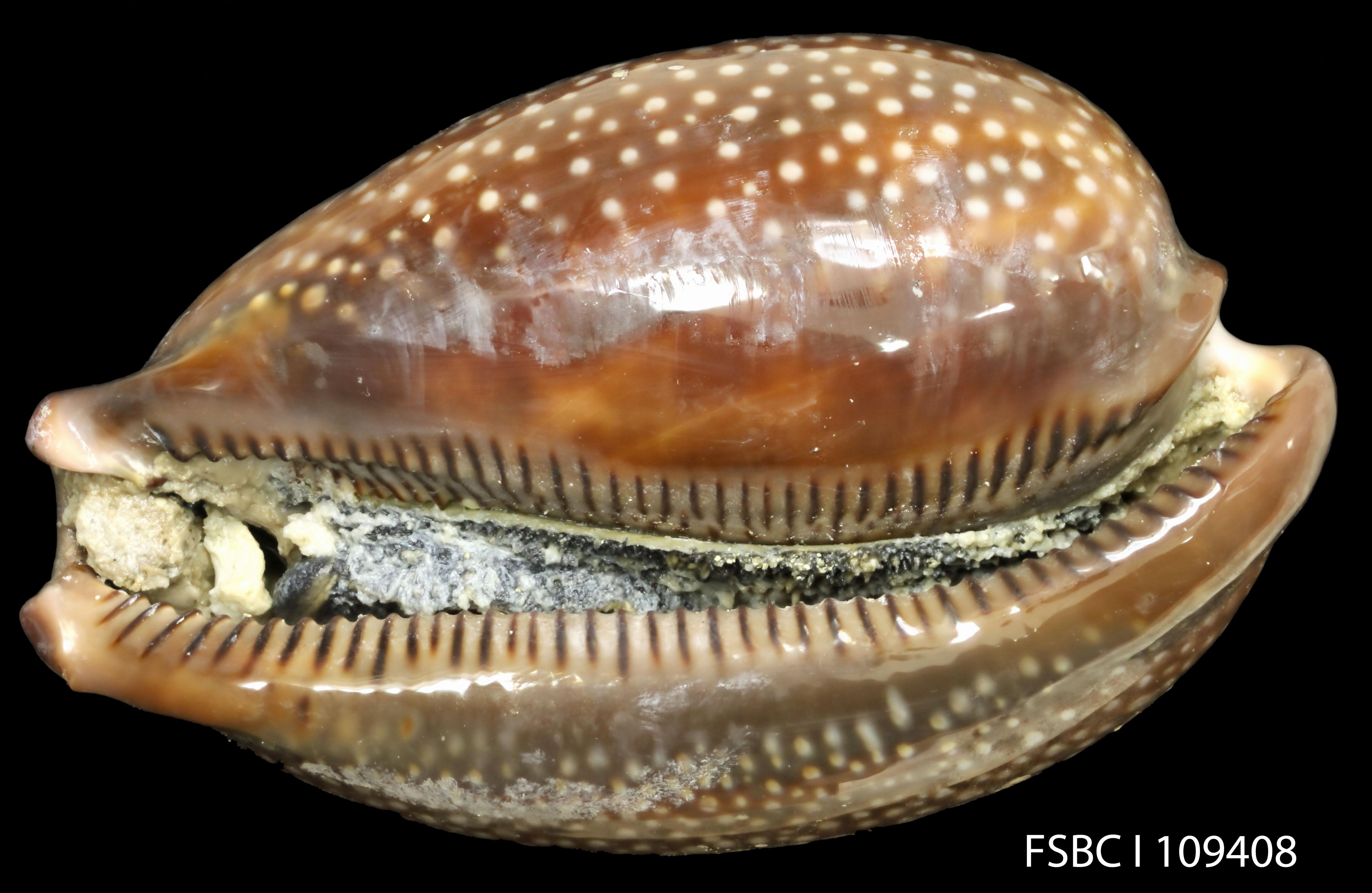 Deer_Cowrie