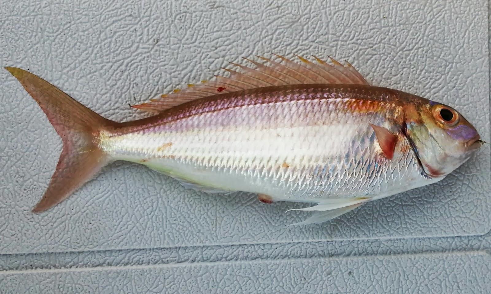 Diamond_Threadfin_Bream