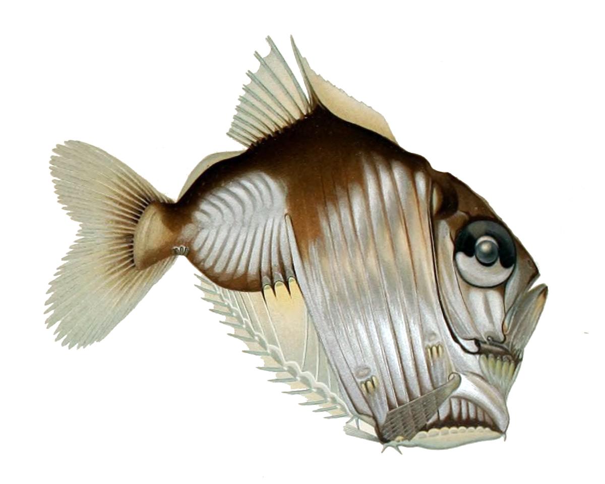 Diaphanous_Hatchetfish