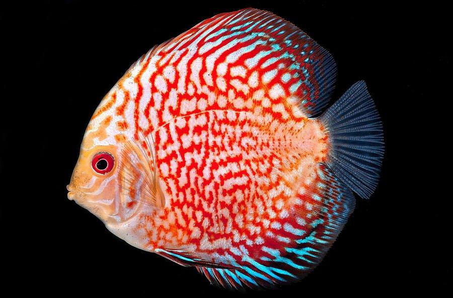 Discus