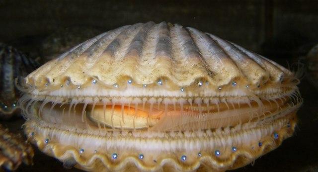 Diver_Scallop