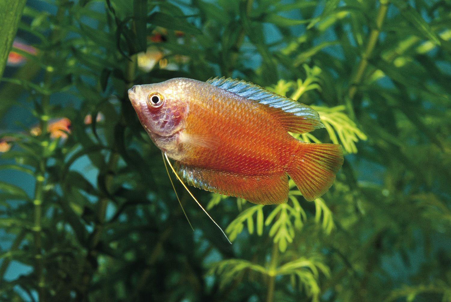 Diverse_Marine_Species_Beginning_Dwarf_Gourami