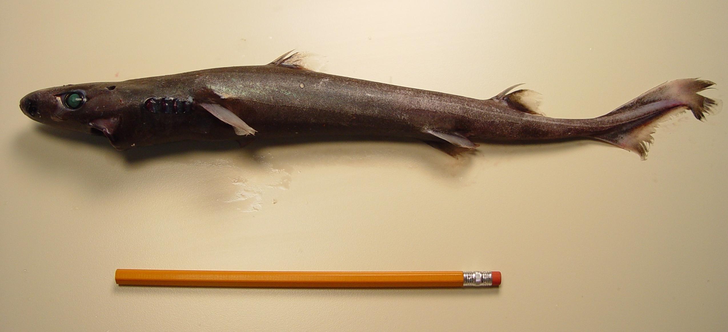 Diverse_Marine_Species_Beginning_Dwarf_Lanternshark