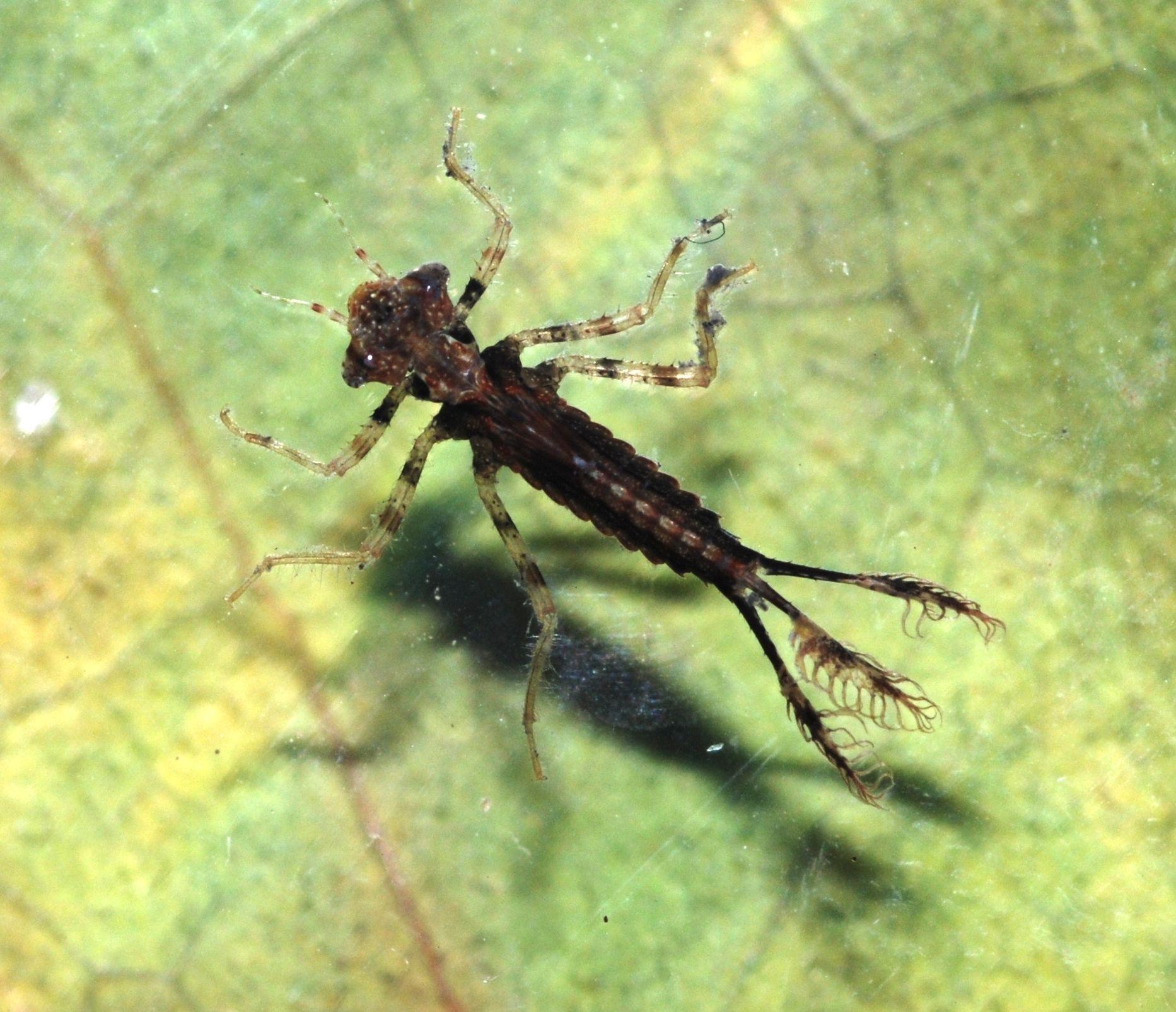 Dragonfly_Nymph