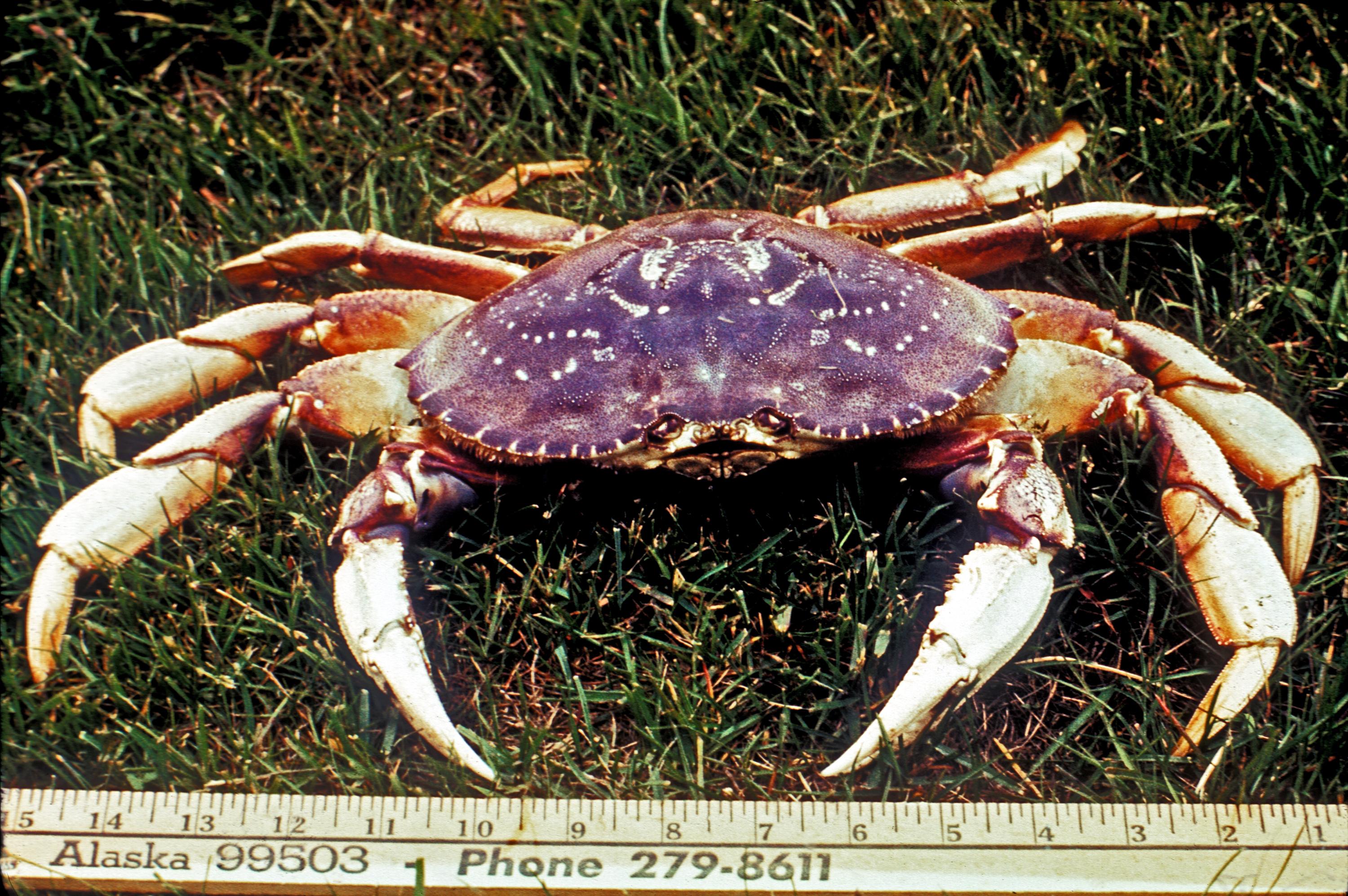 Dungeness_Crab