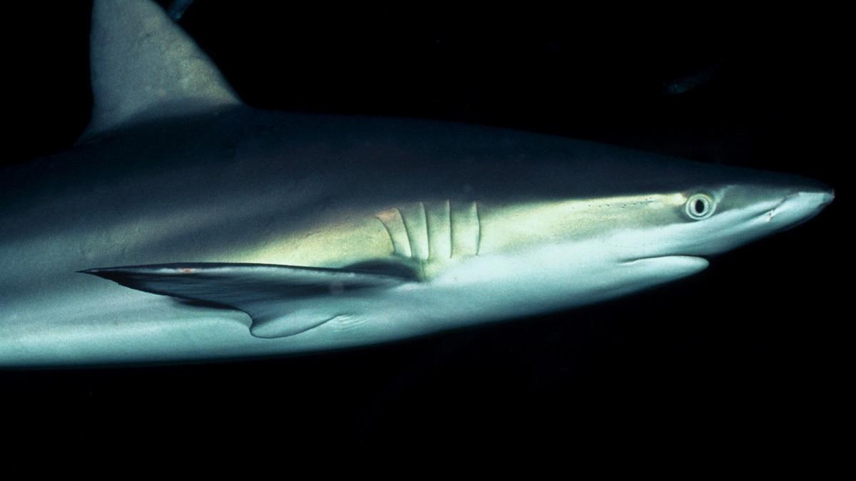 Dusky_Shark