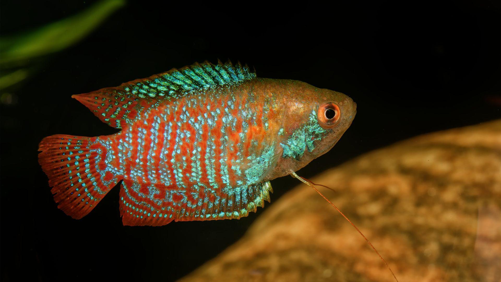 Dwarf_Gourami