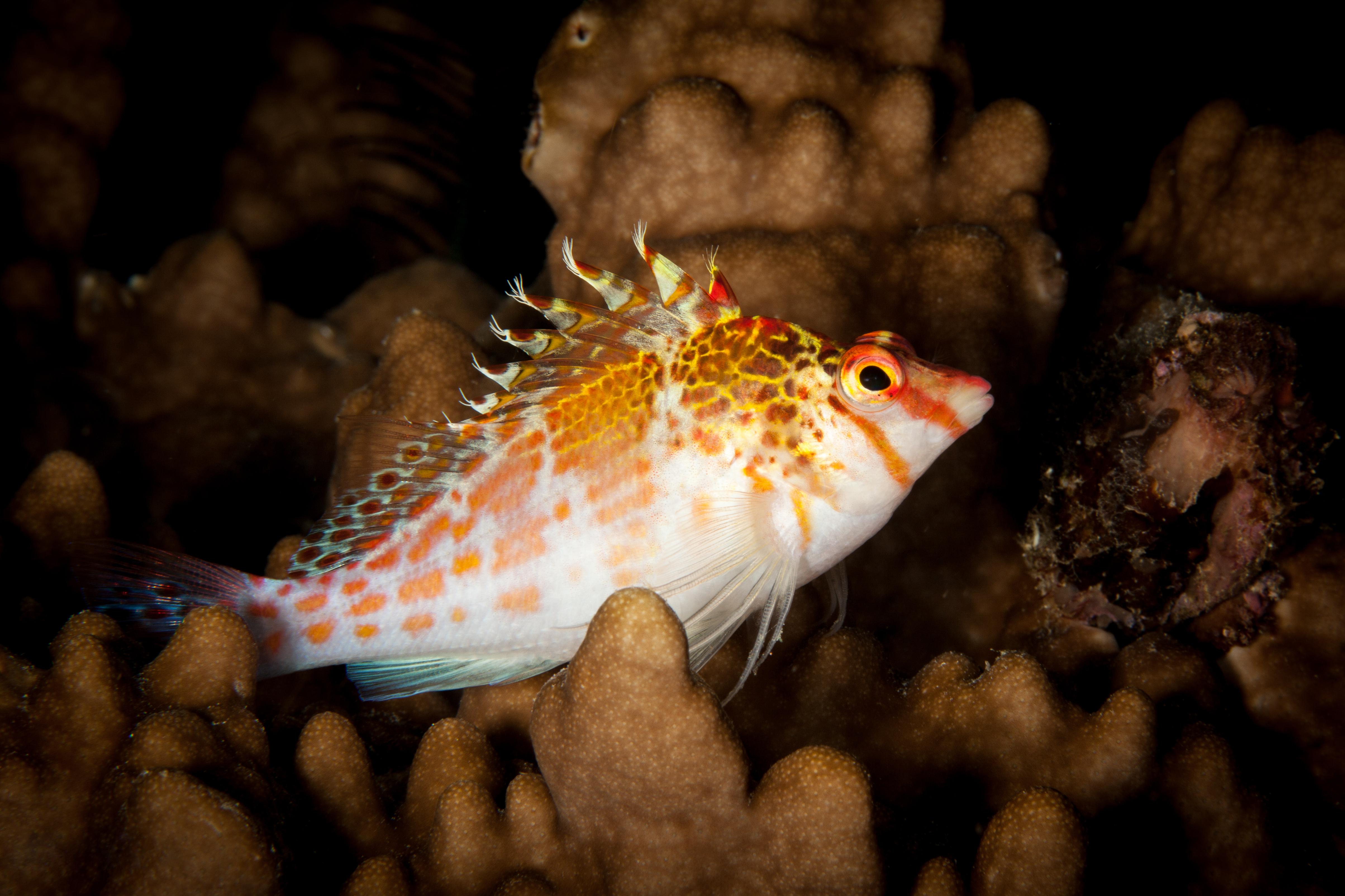 Dwarf_Hawkfish