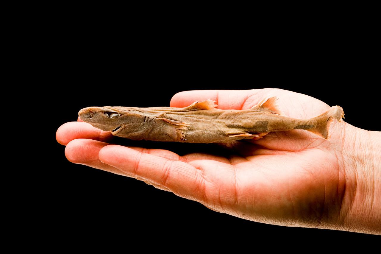 Dwarf_Lanternshark