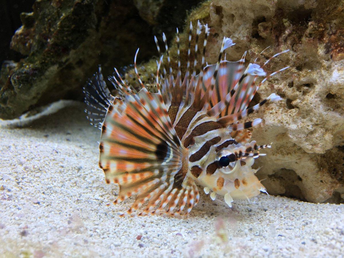 Dwarf_Lionfish