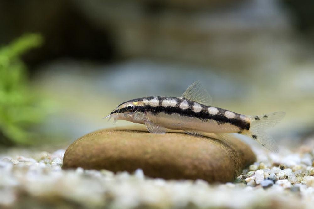 Dwarf_Loach