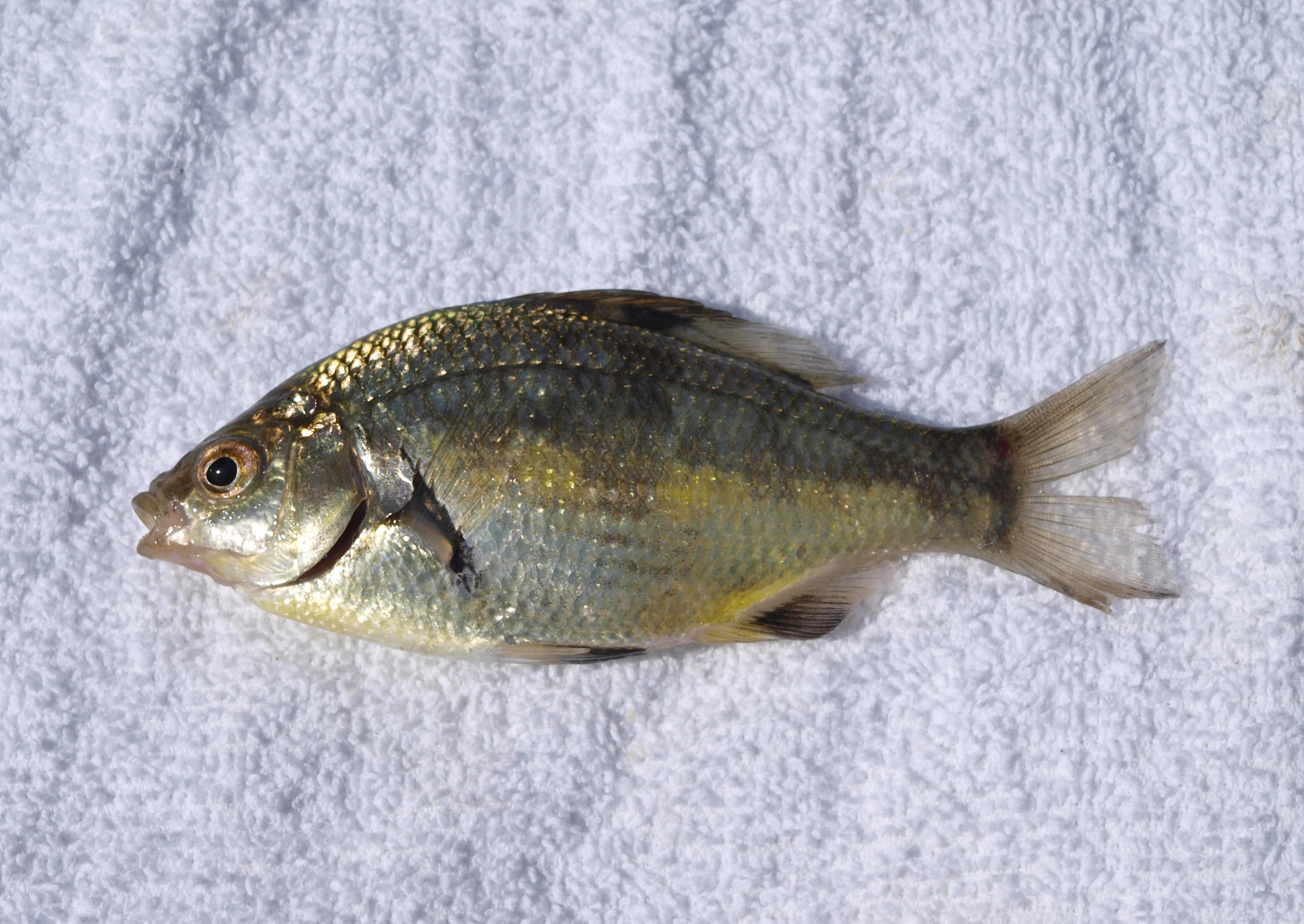 Dwarf_Perch