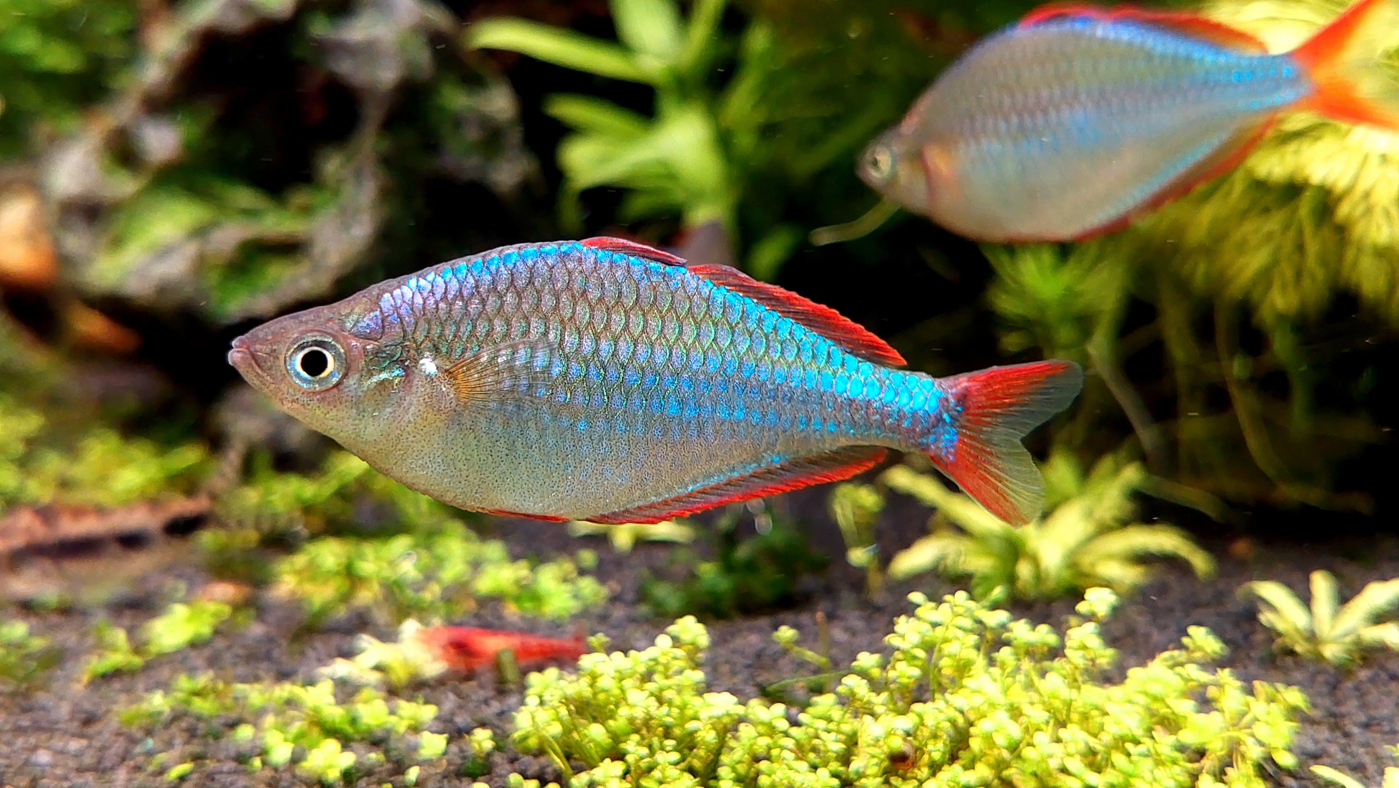 Dwarf_Rainbowfish