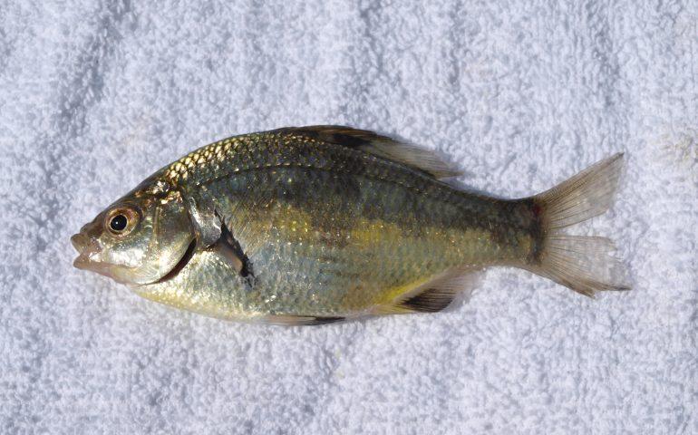 Dwarf_Surfperch