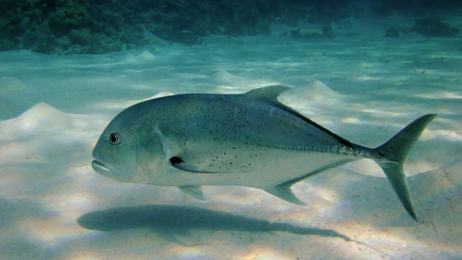 Dwarf_Trevally