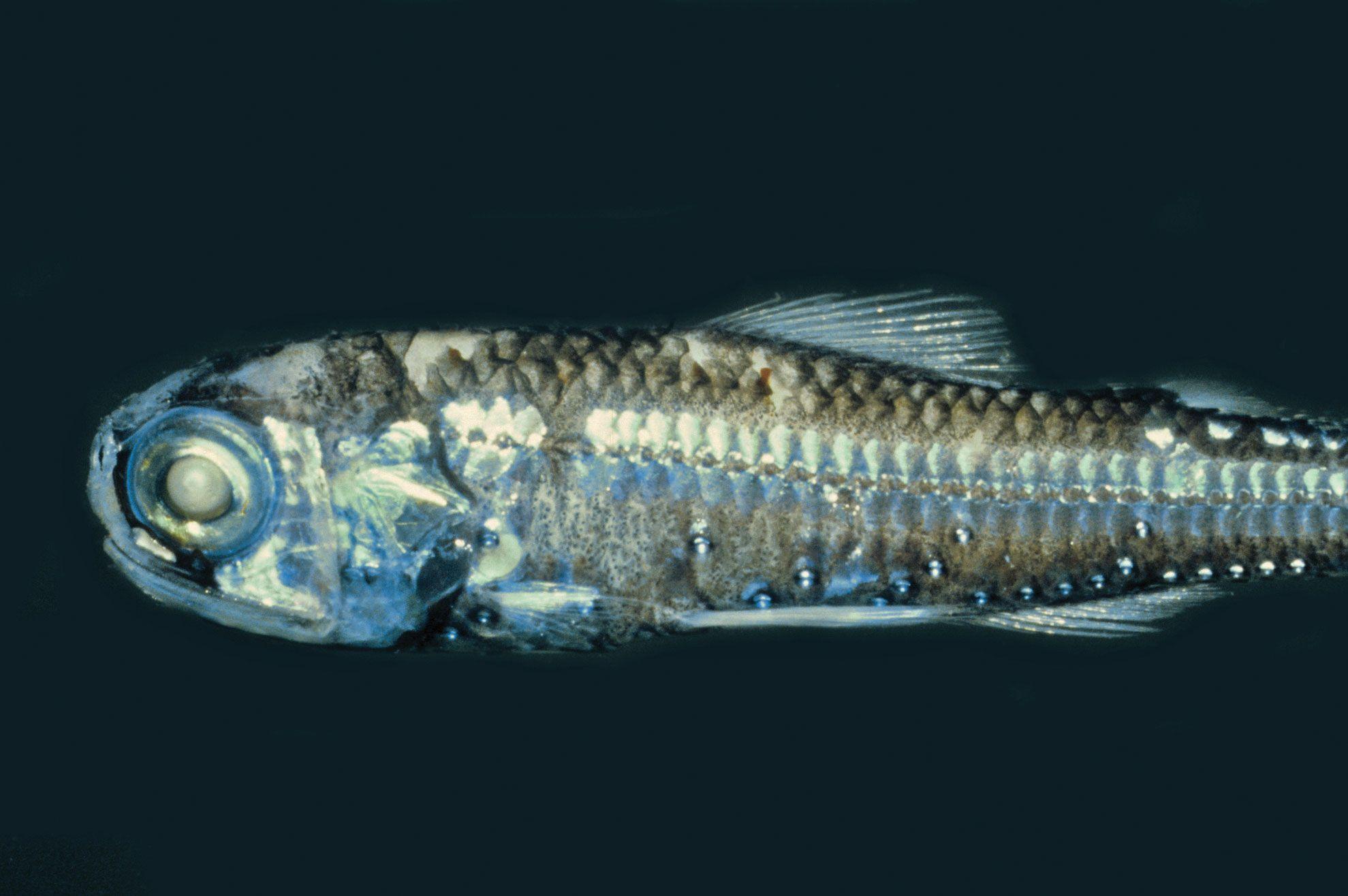 Dyptail_Lanternfish