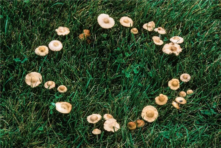 Fairy_Ring_Mushrooms