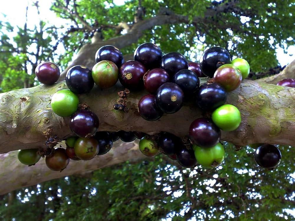 False_Jaboticaba