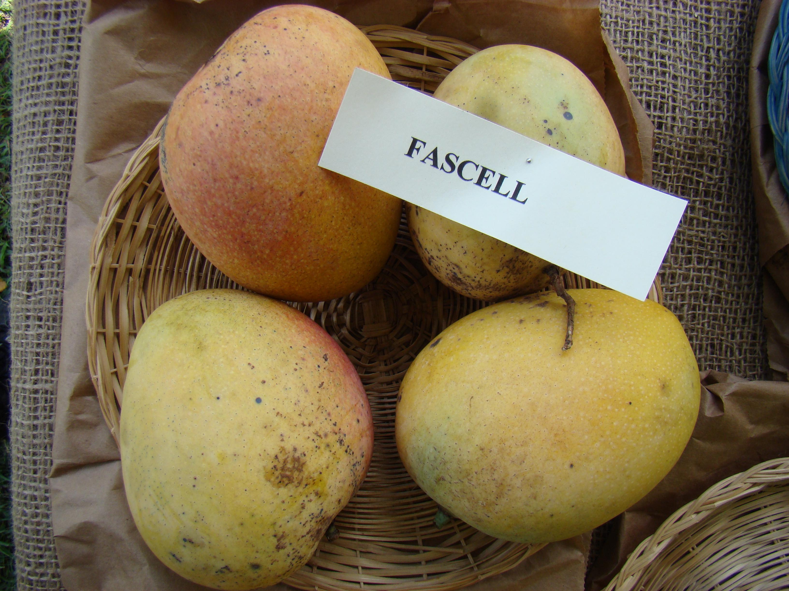 Fascell_Mango