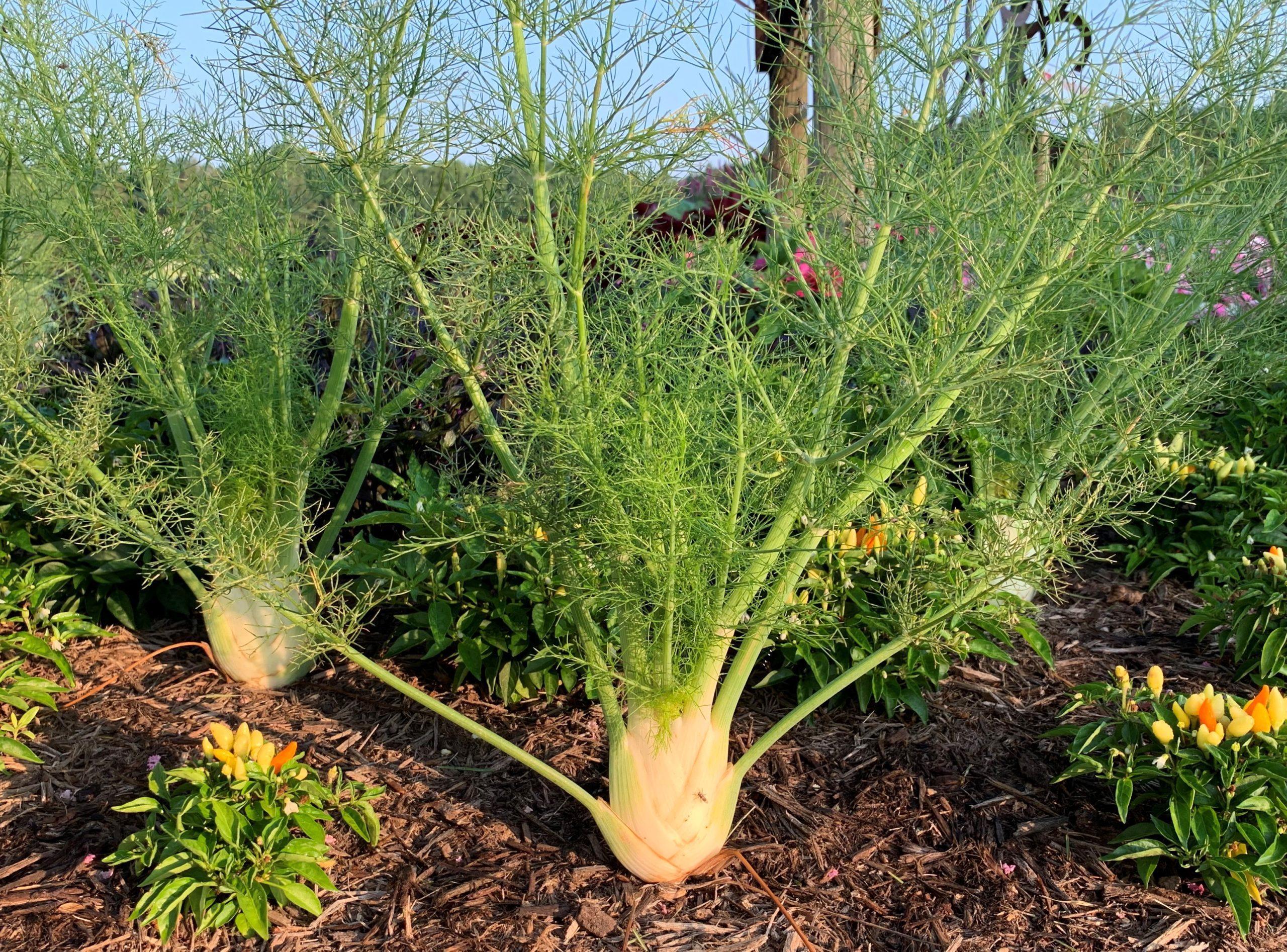 Fennel_Plant