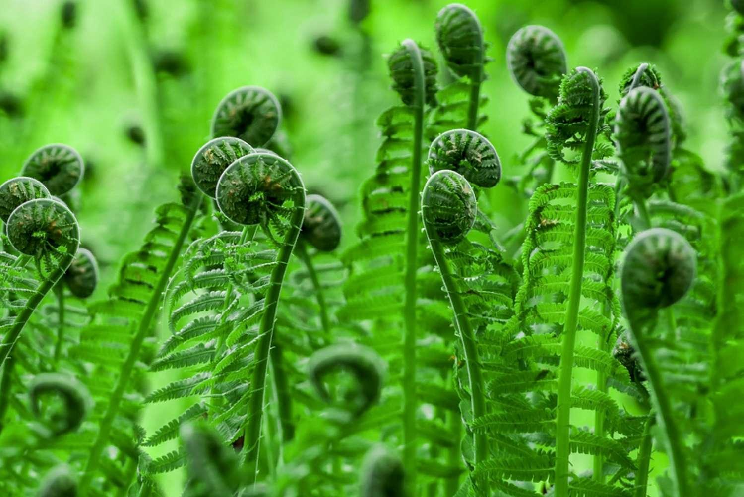 Fiddlehead_Ferns