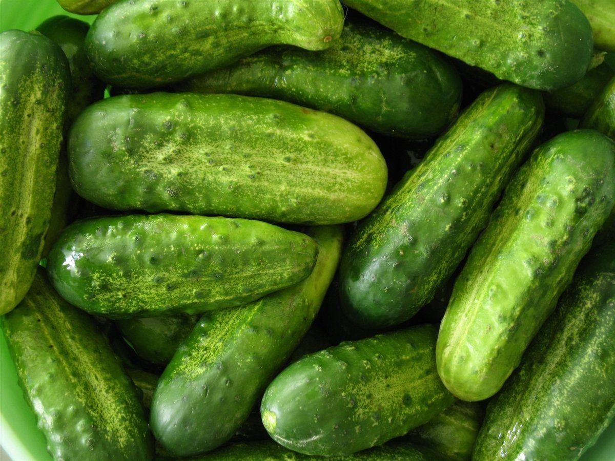 Field_Cucumbers