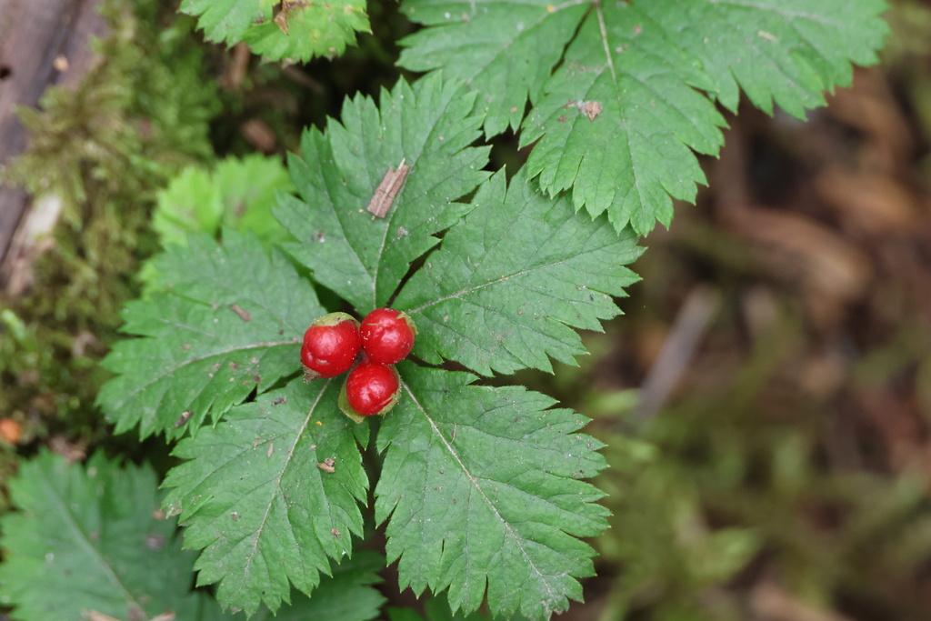 Five-leaved_Bramble_Berry