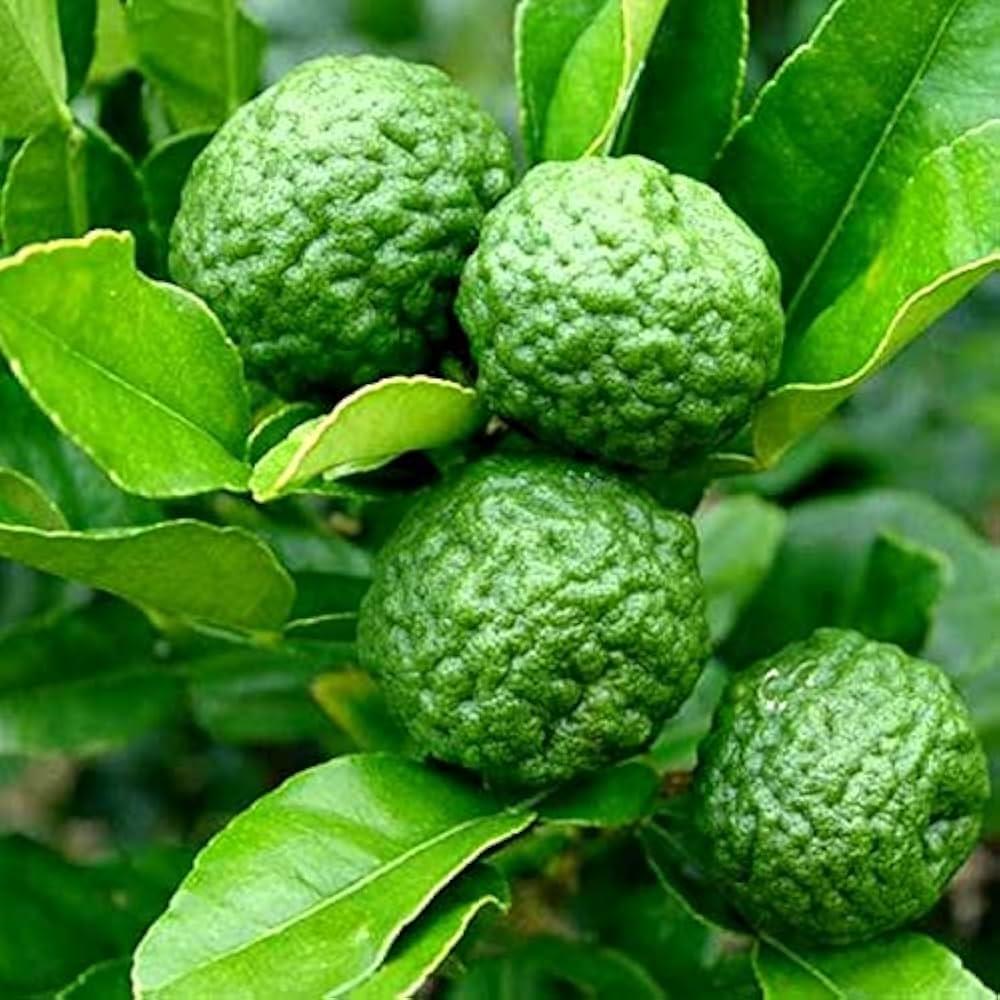 Kaffir_Lime