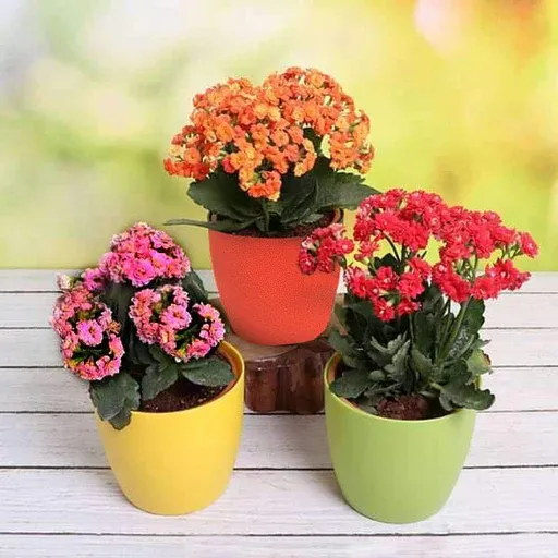 Kalanchoe