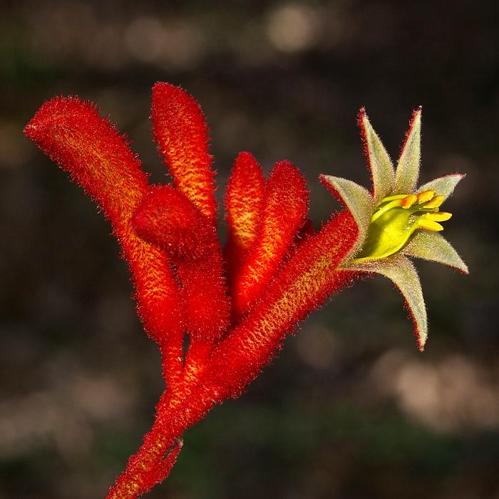 Kangaroo_Paw