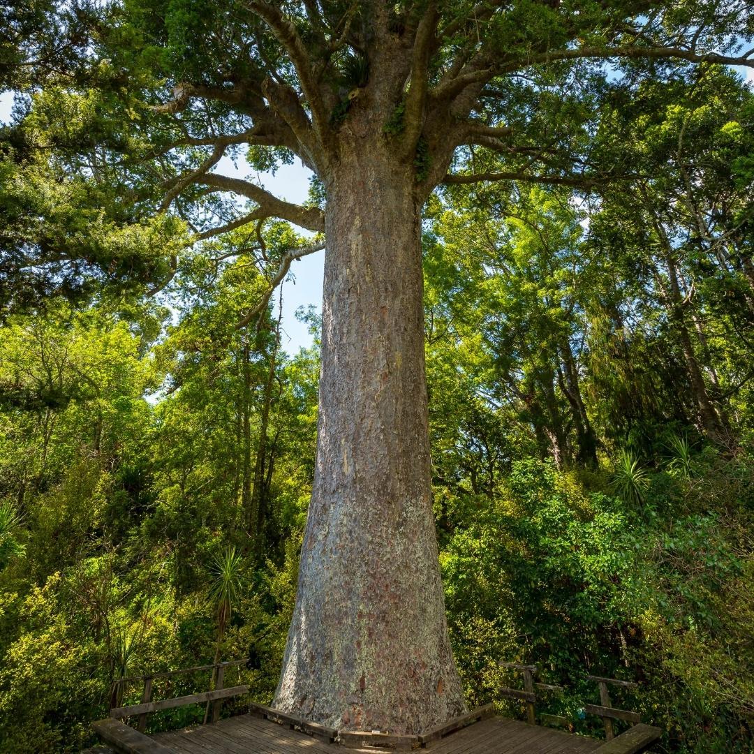 Kauri_Tree