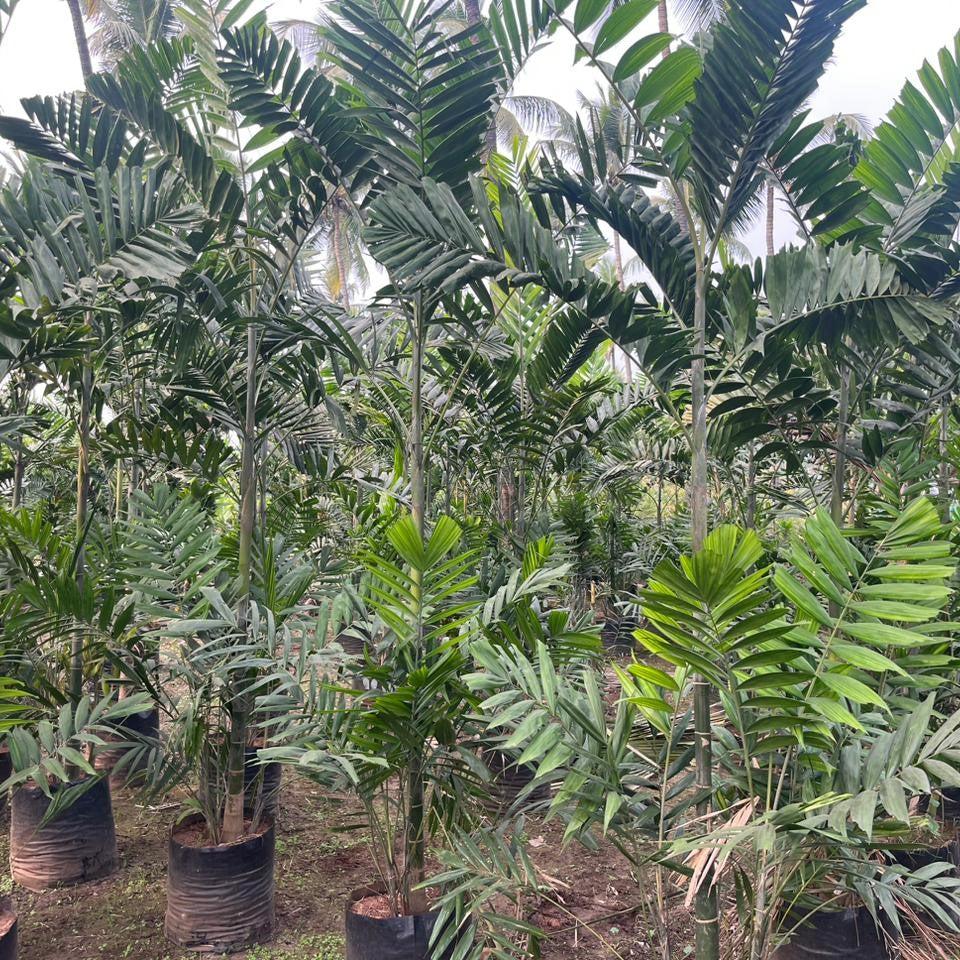 Kentia_Palm