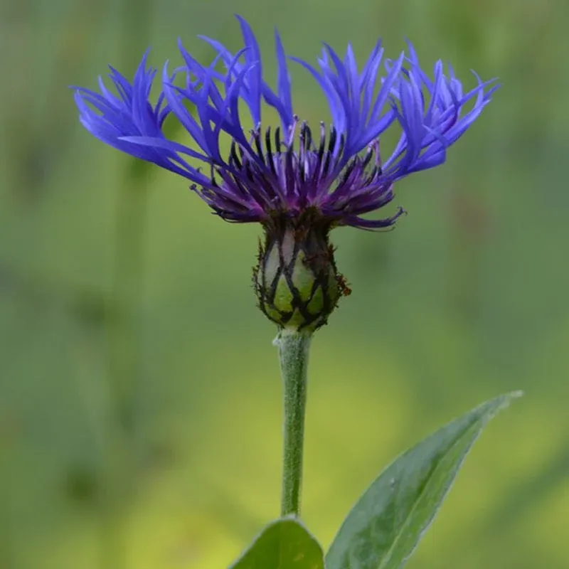 Knapweed