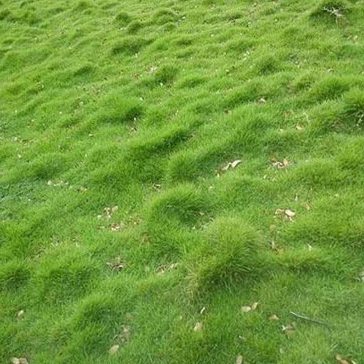 Korean_Lawn_Grass