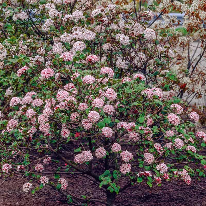 Korean_Spice_Viburnum