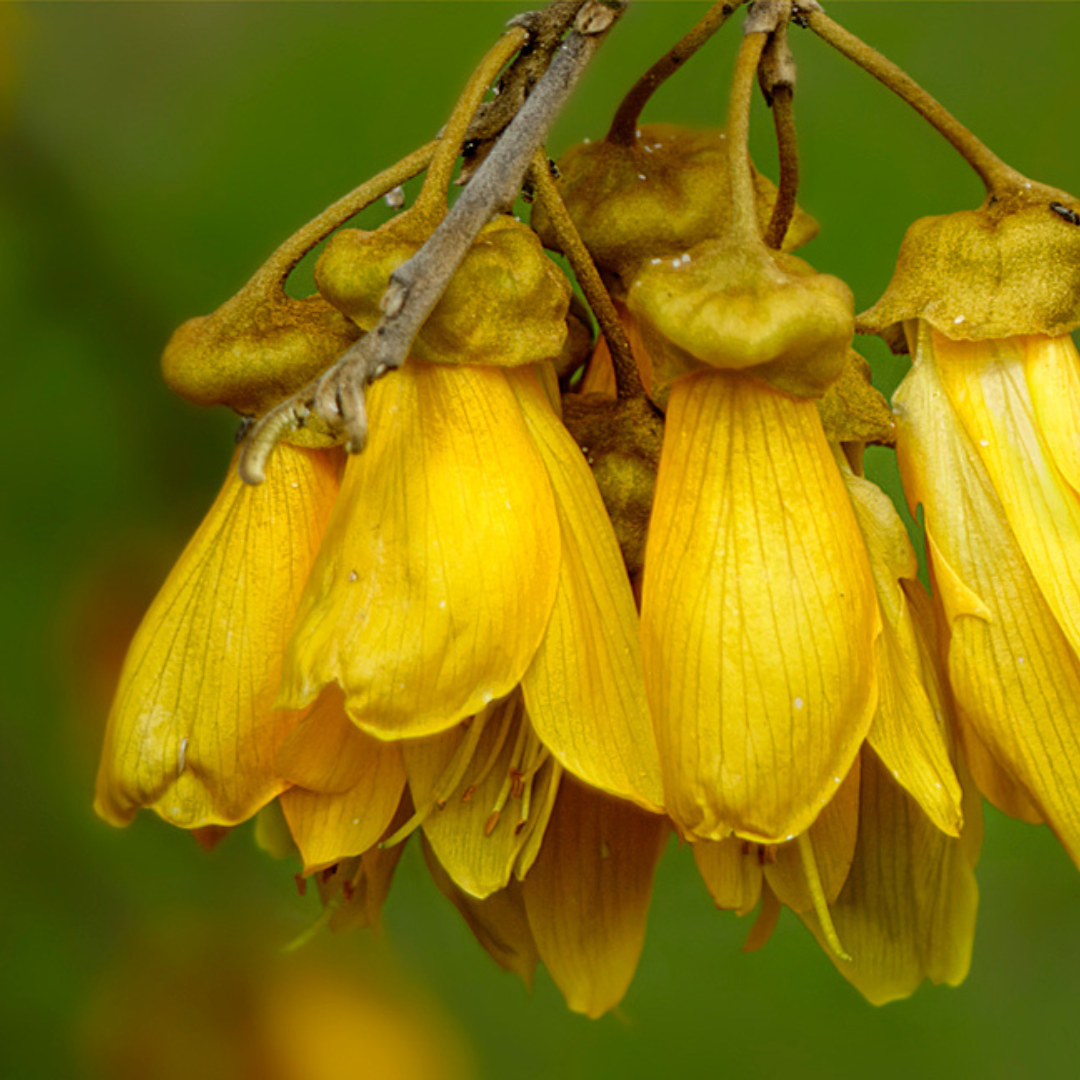 Kowhai_Tree