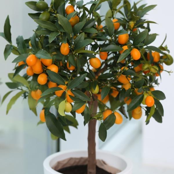 Kumquat_Tree